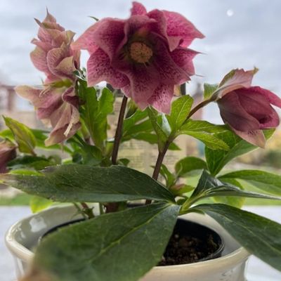 Hellébores de Marilou 