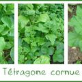 Tétragone cornue