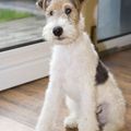 Le Fox-Terrier d'Anne25, 10e inscrite