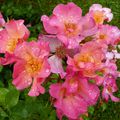 La rose Yann Arthus Bertrand