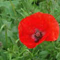 Gentil coquelicot Mesdames, gentil coquelicot Messieurs ...