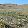 [Drôme] la magie du printemps sur l'alpage de Font d'Urle