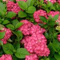 HORTENSIA