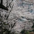 C'est la saison des Sakura !