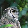 Grand duc de Virginie * Great horned owl