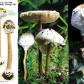 Macrolepiota detersa マントカラカサタケ