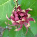 CALYCANTHUS OCCIDENTALIS