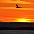 Couchers de soleil sur l'estuaire du Firth of Forth