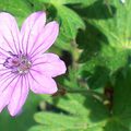 Un jardin extraordinaire ... très populaire !