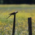 Petite Camargue (5)