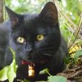 Chat noir à Mardié