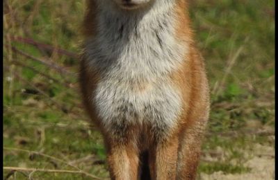 10 rencontres animalières de l'année 2022 :