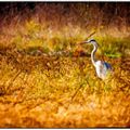 heron -