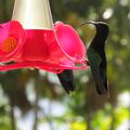 visite jardin de balata martinique