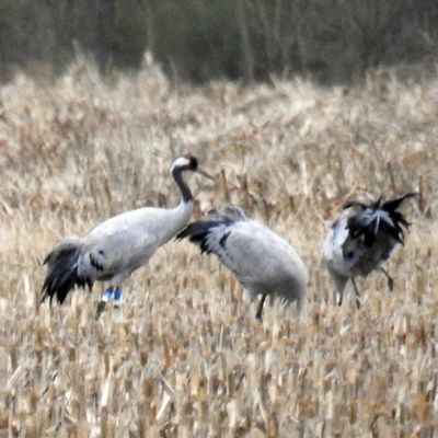 La grue cendrée : leur migration postnuptiale en automne