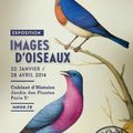 Exposition « Images d’oiseaux » : quand l’ornithologie devient un art 