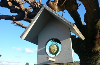 Faut nourrir les oiseaux en hiver !