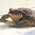 Les bufo bufo de Casaque