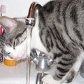 un chat qui aime boire au robinet ???