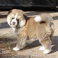 3-Akita Inu