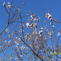 Cerisier rose et pommier blanc