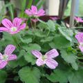 Erodium