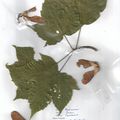 Herbier Acer caesum 