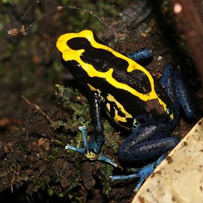 Amphibiens de Guyane