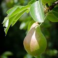 Poire du jardin