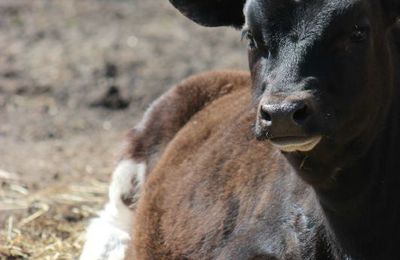 La ptite ferme du sous-bois