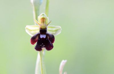 Orchidée hybride : Ophrys frelon x Ophrys mouche