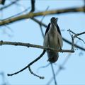 La chanteuse acrobate ....