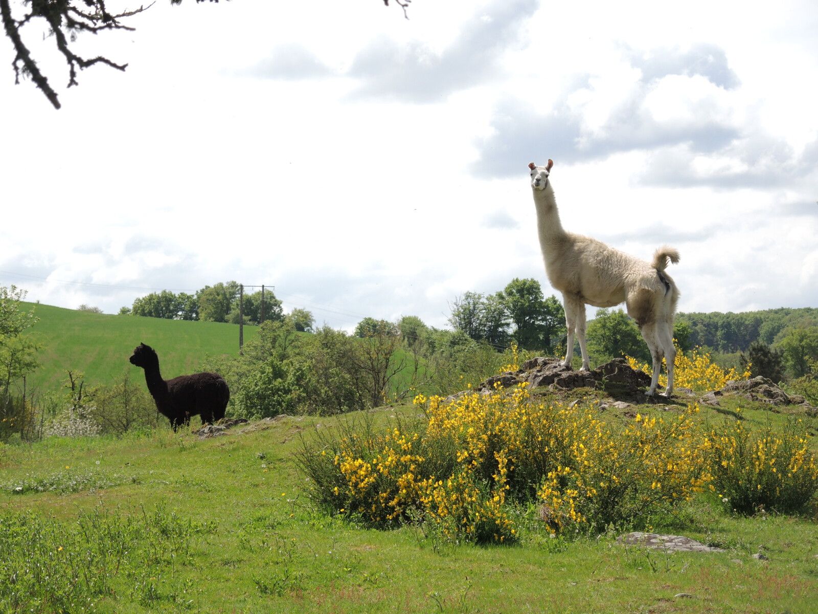 Préporché, Trucy, rencontre avec un lama et un alpaca (58)
