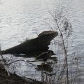 Nessie ? (Lyon, 6°)