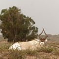 le parc animalier du Souss près du Takat