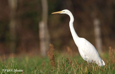 Grande aigrette et Héron cendré