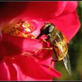 MO2 abeille qui butine une rose rouge 