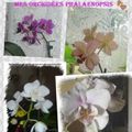 ♥ De jolies fleurs d'orchidées ♥