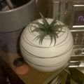 Tillandsia