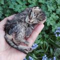 [GRIF' En Peine] Le cauchemar du printemps a commencé! 4 chatons jetés à la poubelle...