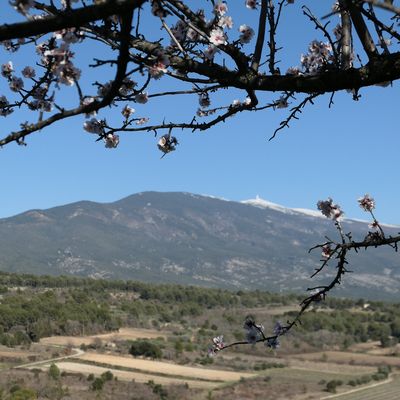 Le Mont Ventoux vu du village de Crillon Le Brave