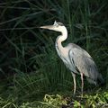 Héron cendré - ardea cinerea