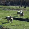 la famille bélier