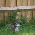 Ecureuils dans le jardin