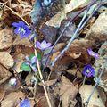 Blue anemones