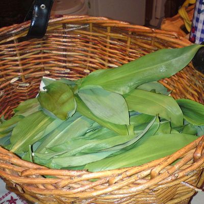 Petite récolte d'Ail des Ours