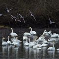 Le retour des cygnes chanteurs