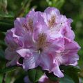 PORTRAITS DE RHODODENDRONS