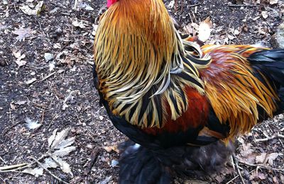 Nouvel an chinois : année du coq