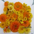 Calendulas 